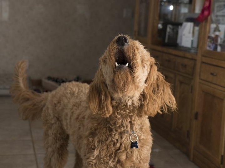 犬の要求吠え