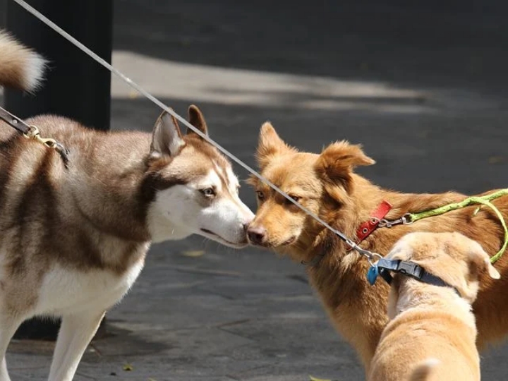 犬同士の挨拶