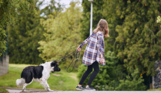 【有料級】犬の問題行動、本当にトレーニングして大丈夫…？～犬の行動を変える重大な責任～