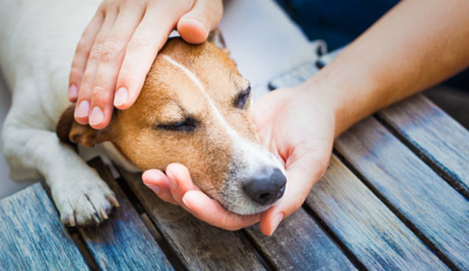 愛犬の行動に「絶望」している人に読んで欲しい話