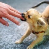 犬の攻撃性の段階