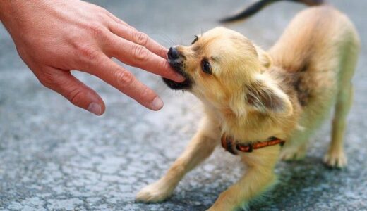 行動:犬の攻撃性の段階