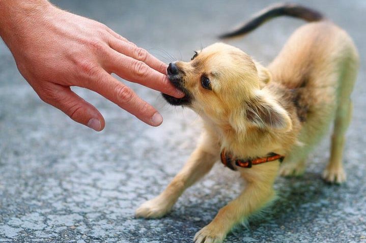 犬の攻撃性の段階