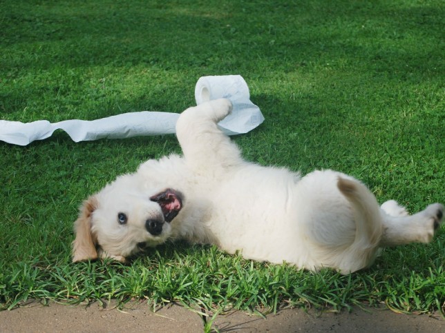 犬が悪さをした直後に叱るべき？