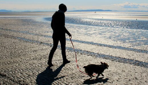 犬のトレーニング方法が無数にあってどれを選んだらよいか悩んでいる人へ～科学的な考え以外のこと～