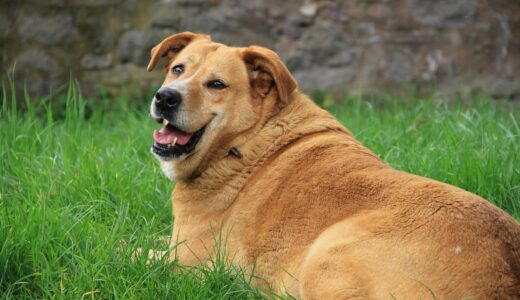 健康：愛犬の減量のヒント