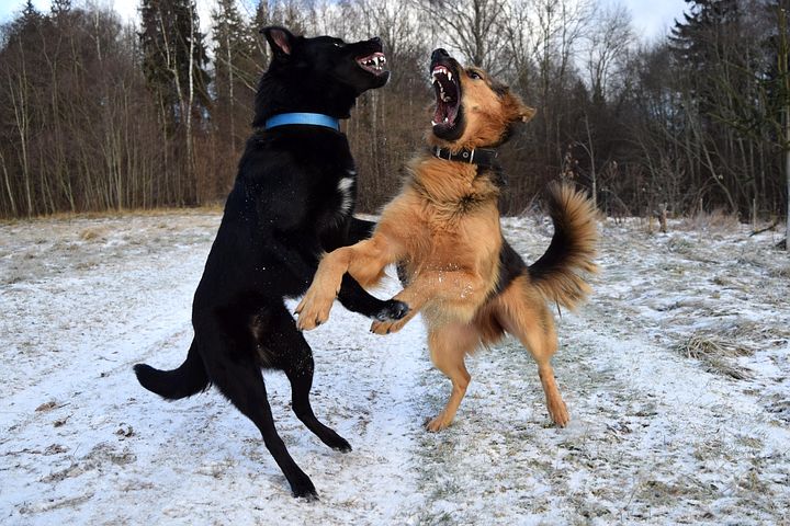 ドッグランで「なぜ大型犬が喧嘩をしたか？」行動の解説と正しい入場方法