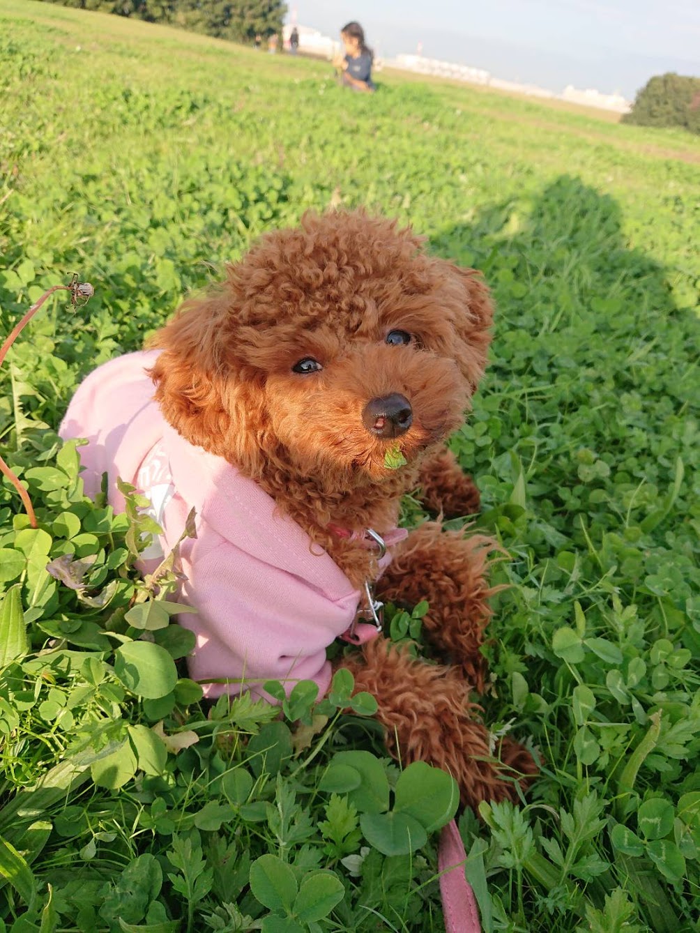 ご感想：甘噛みが酷いトイプードルの子犬 〔大阪・堺市〕犬の行動心理・犬のしつけ Ohana relationship