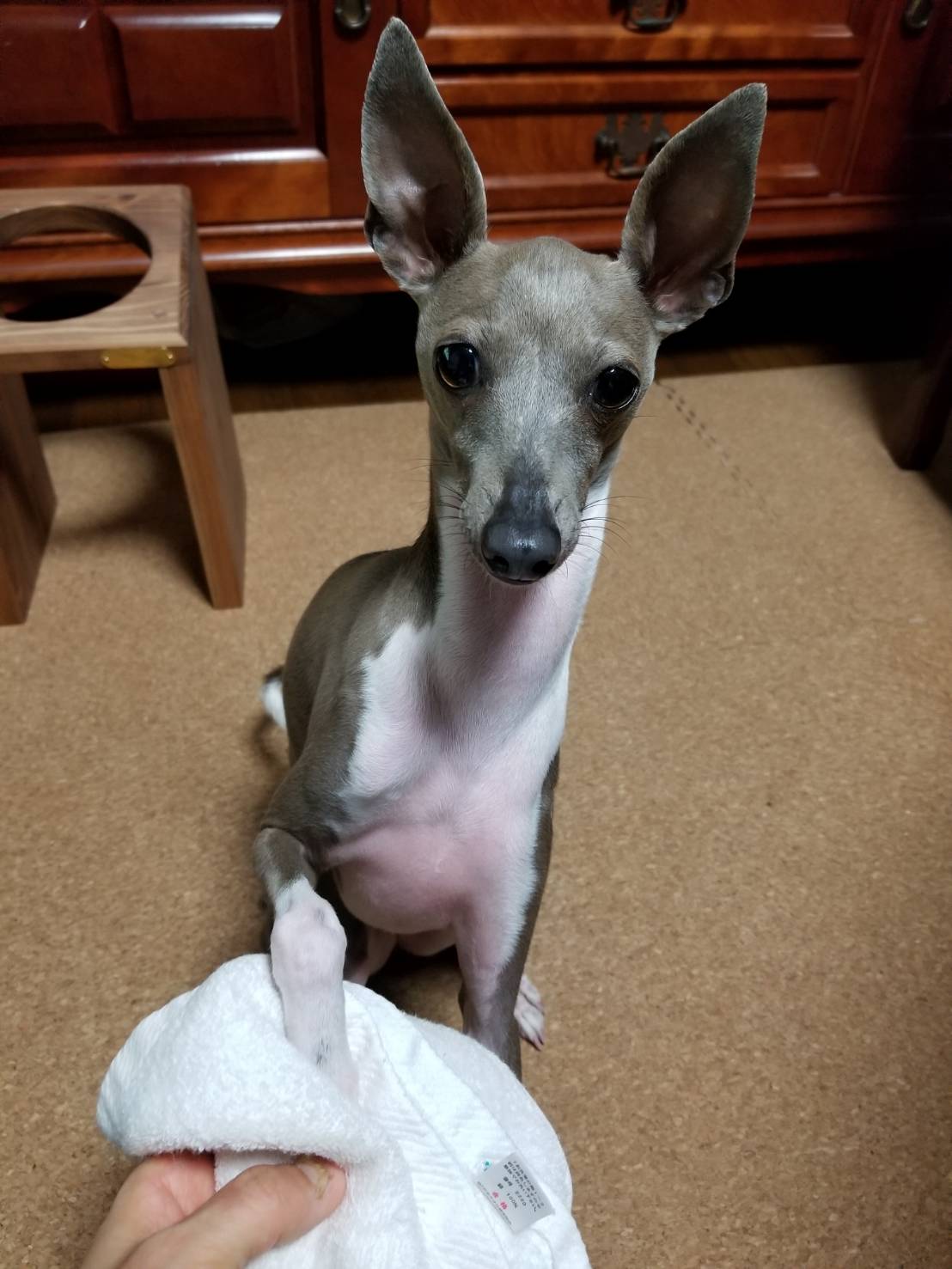 ご感想 特定の場面で攻撃的になるイタリアングレーハウンド1歳 大阪 堺市 犬の行動心理 犬のしつけ Ohana Relationship ご感想 特定の場面で攻撃的になるイタリアングレーハウンド1歳 大阪 堺市 犬の行動心理 犬のしつけ Ohana Relationship