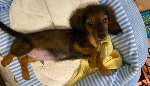 ご感想：ハイパーアクティブなミックスの子犬