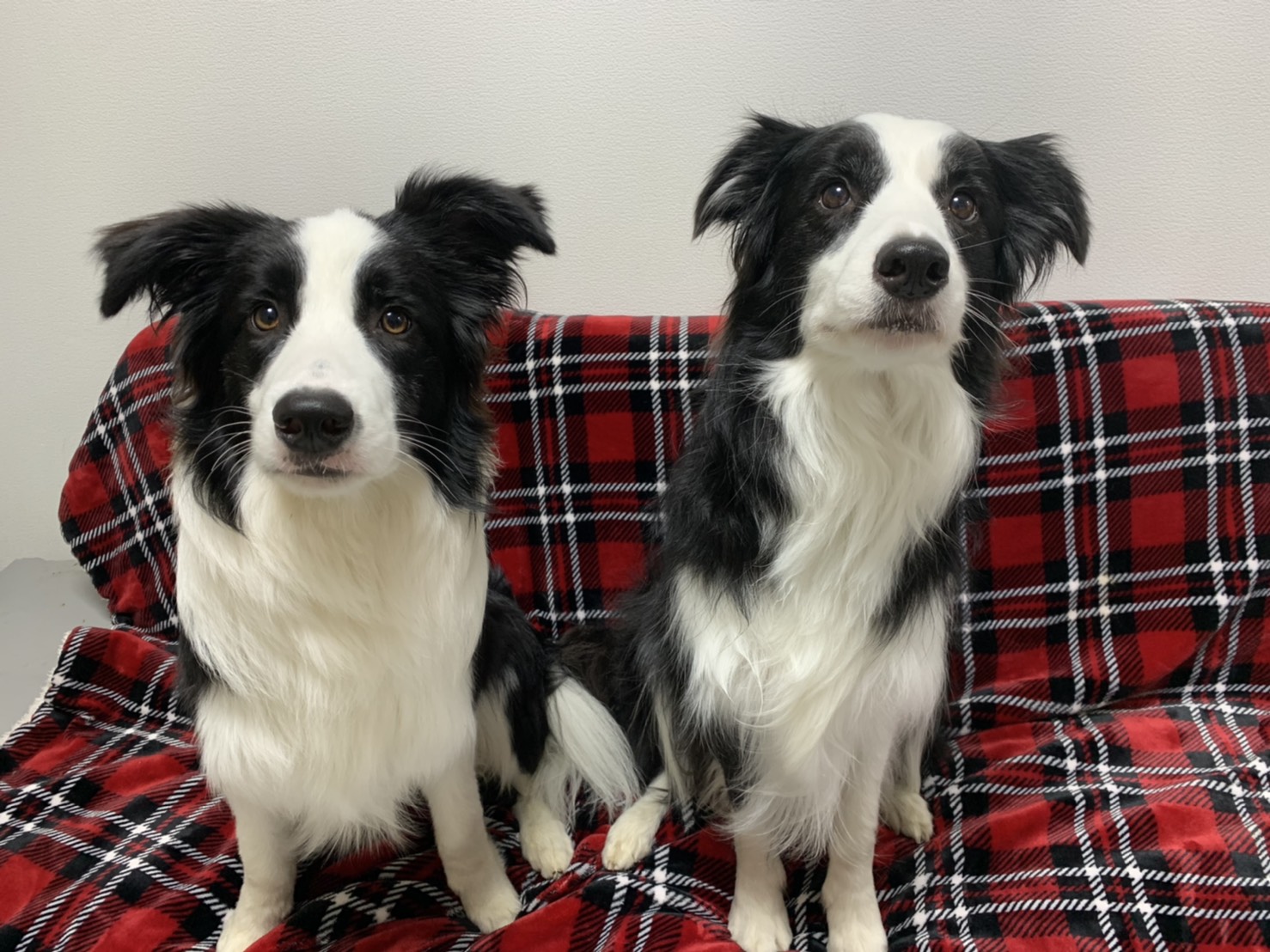 ご感想 犬に対して攻撃性のあるボーダーコリー3歳 大阪 堺市 犬の行動心理 犬のしつけ Ohana Relationship ご感想 犬に対して攻撃性のあるボーダーコリー3歳 大阪 堺市 犬の行動心理 犬のしつけ Ohana Relationship