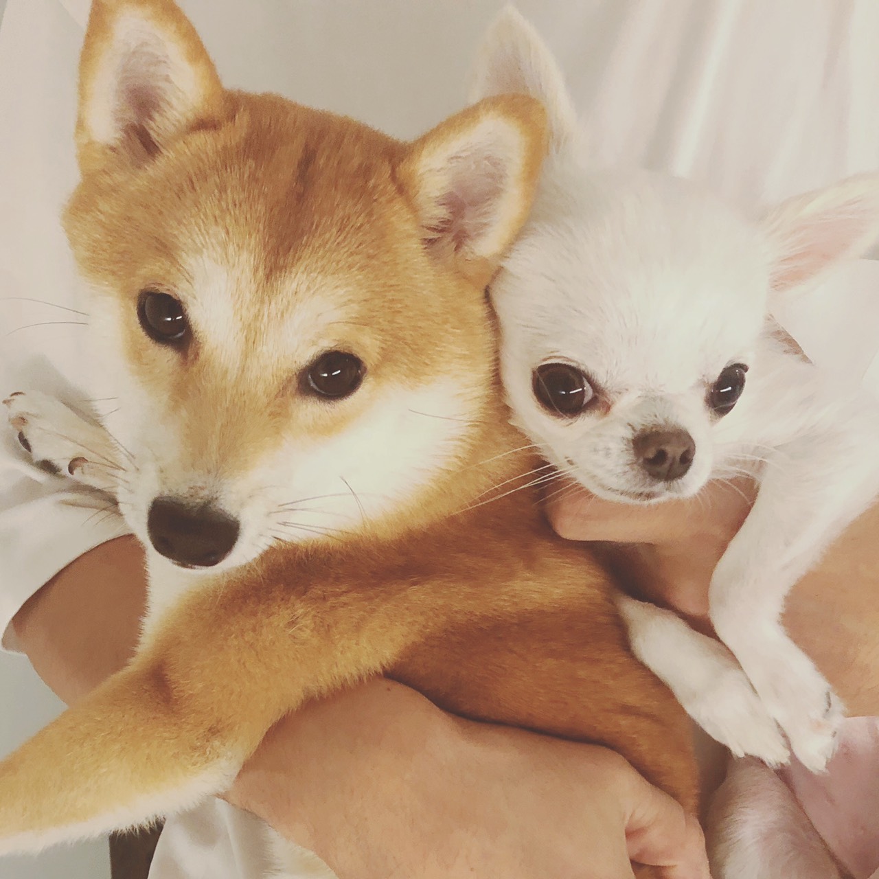 ご感想 多頭飼いにおける険悪な関係性 大阪 堺市 犬の行動心理 犬のしつけ Ohana Relationship
