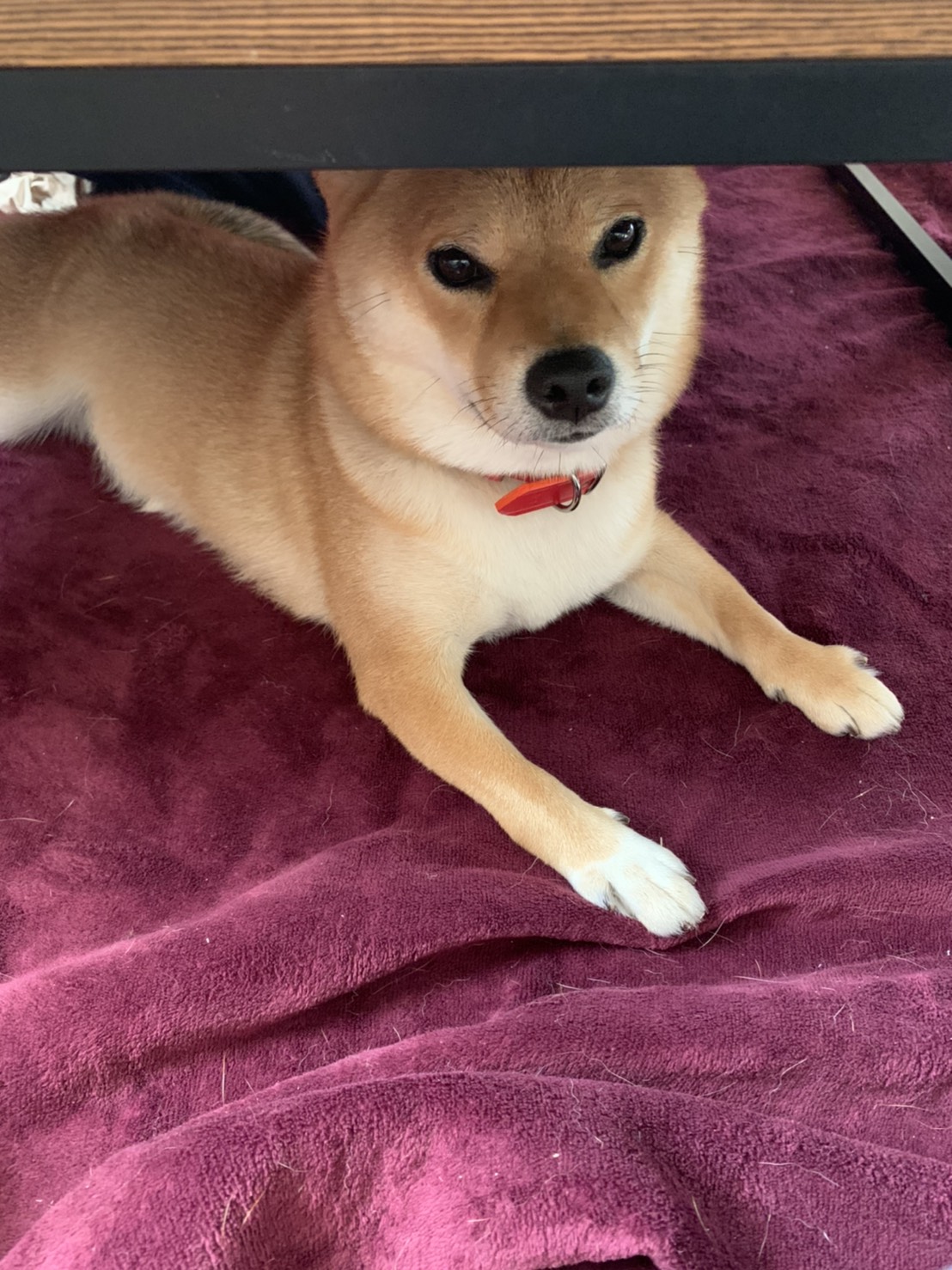ご感想 フードアグレッシブがある柴犬 大阪 堺市 犬の行動心理 犬のしつけ Ohana Relationship