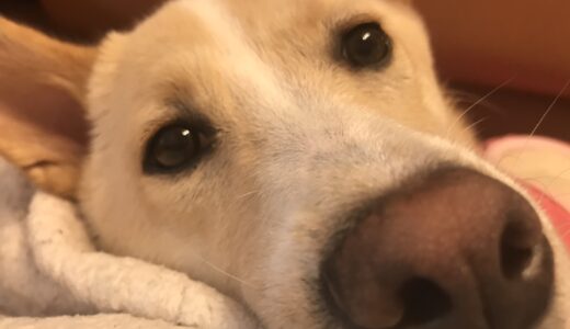 ご感想：人に触られるだけで失禁していた野犬の子犬