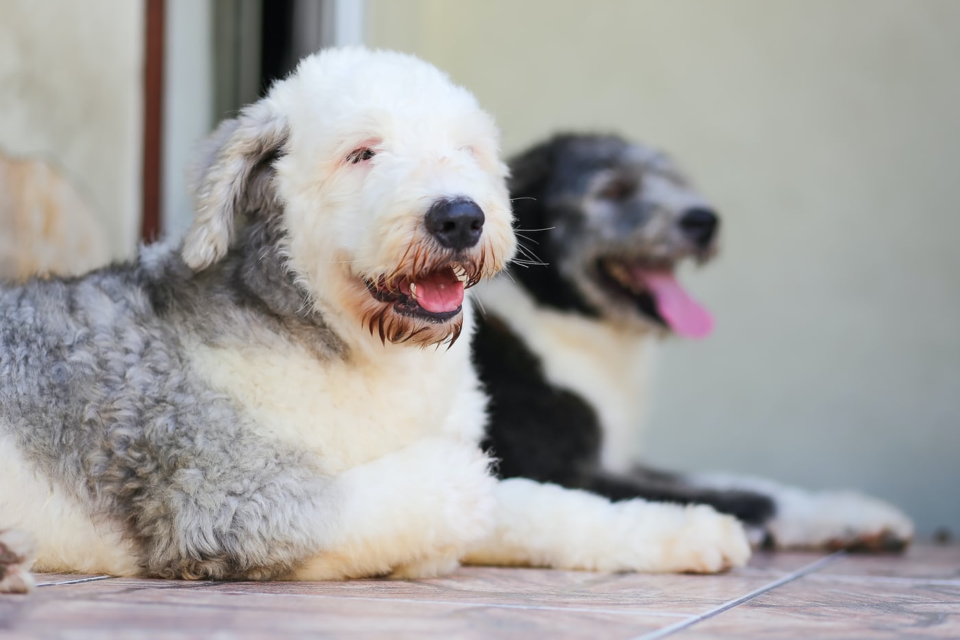 犬の吠え、ダイエットの失敗…三項随伴性を知れば行動の疑問がとける！