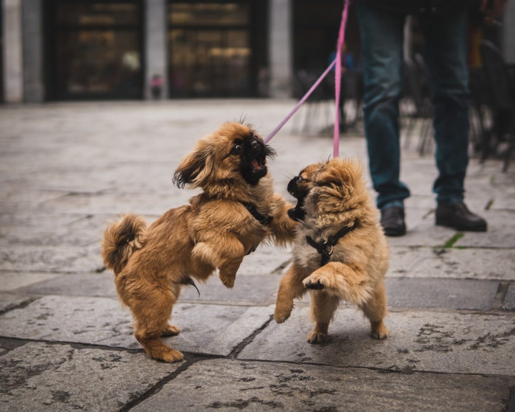 犬の散歩中の喧嘩