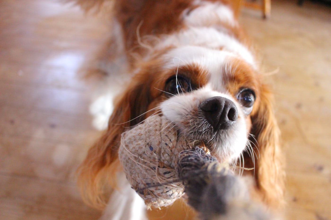 犬の積極性を引き出す方法