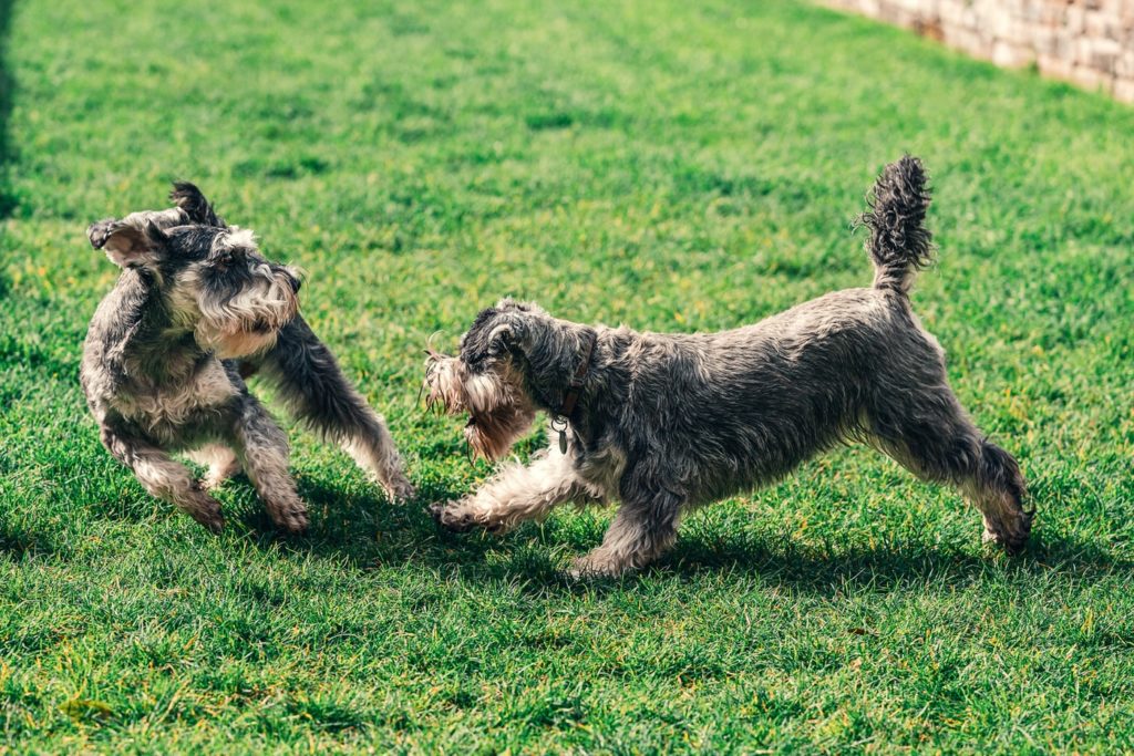 犬の積極性