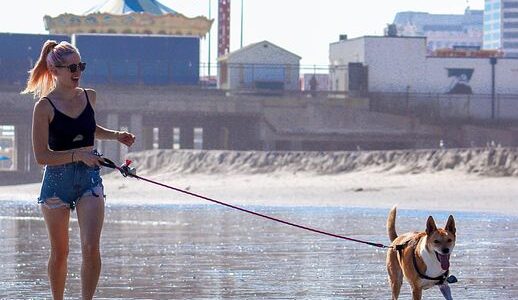 健康：愛犬がイライラしやすい、集中力がない…これって性格のせい？